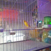 قناری نر پرتغالی کشیده ریزه خوان