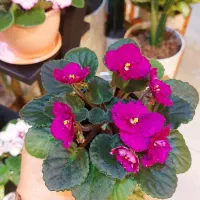 بنفشه آفریقایی|گل و گیاه طبیعی|رشت, دیلمان|دیوار