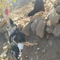 خروس لاری|حیوانات مزرعه|گرمی, |دیوار