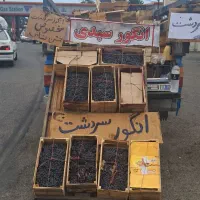 انگور شانی سردشت