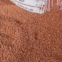 بذرگندم بوجاری شد