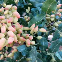 خرید ویژه پسته کالک (نقدی) همراه با مشاوره تخصصی
