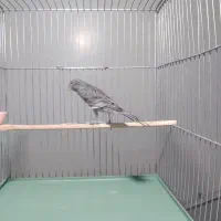 قناری نر طوسی