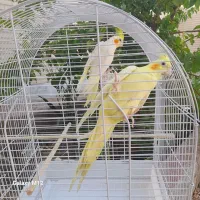 جفت عروس هلندی فروشی