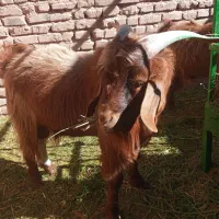 بزغاله فروشی