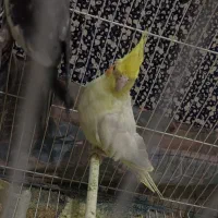 عروس هلندی