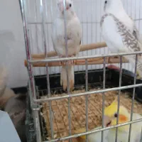 عروس هلندی سرلاکی البینو