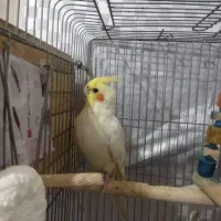 عروس هلندی سخنگو