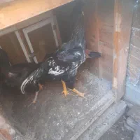 خروس و مرغ لاری