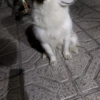 سگ نر پا کوتاه وتربیت شده|سگ|مشهد, انصار|دیوار