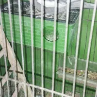 فروش عروس هلندی|پرنده|فردیس, انبار نفت|دیوار