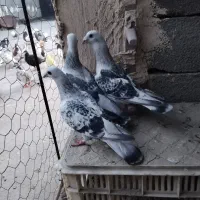 کبوتره جفت گاه