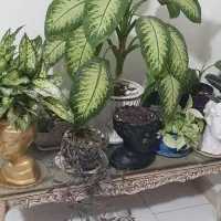 هم خونه فقط و فقط خانم کارمند یا دانشجو|اجارهٔ آپارتمان|اصفهان, حصه جنوبی|دیوار