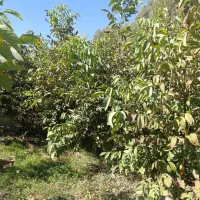 مرغوب تـرین نهـالــهای پــیوندی|خدمات باغبانی و درختکاری|رودبار, |دیوار