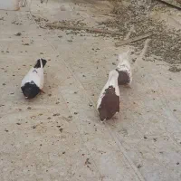 کبوتر|پرنده|مبارکه, |دیوار