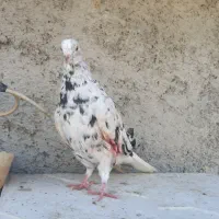 کبوتر سار دم سفید ماده
