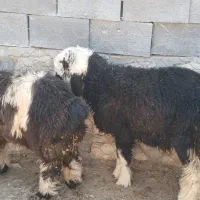 بره چاق