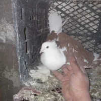 کفتر کبوتر|پرنده|نسیم‌شهر, |دیوار