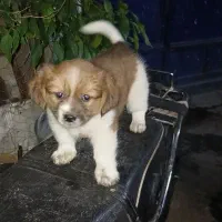 چندسگ پاکوتاه خوشکل بفروش میرسددونه ای۷تومن