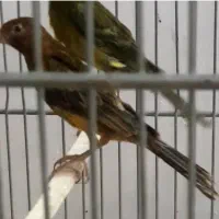 ماده سرخ آماده آماده