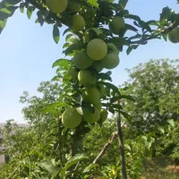 زدن علف هرز باغ و باغچچه