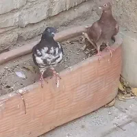 دو عدد کفتر جوجه پرشی معاوضه با عروس هلندی ماده
