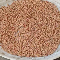 ج و|خوردنی و آشامیدنی|دهگلان, |دیوار