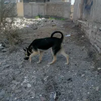 ژرمن سگ فروشی