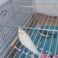 فروش عروس هلندی جوجه 3 ماهه