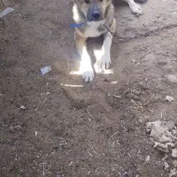 سگ شکاری و نگهبان