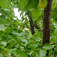 خانه ویلایی ، باغچه ( 30 درصد چک )|فروش خانه و ویلا|زبرخان, |دیوار