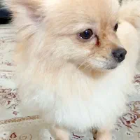 فروش پامرین روباهی یک ساله با واکسناسیون