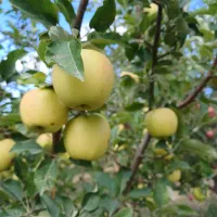 فروش سیب رو درخت اطراف شهرستان بستان آباد