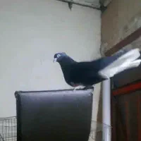 پرنده
