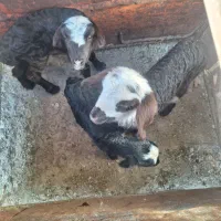 بره