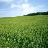 مشاوره کشاورزی، باغی و آبزیان(تیلاپیا)