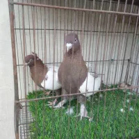 کبوتر رنگی سینه ای سرور