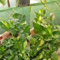 پتوس،کامپکت،شفلر،آگلونما ارزان|گل و گیاه طبیعی|کوچصفهان, |دیوار