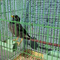 مینا رام سخنگو