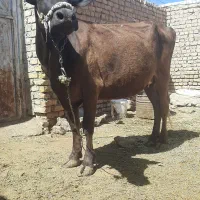 گاو شیری