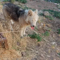 سگ هاسکی
