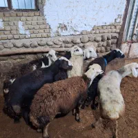 گوسفند افشار|حیوانات مزرعه|زاغه, |دیوار