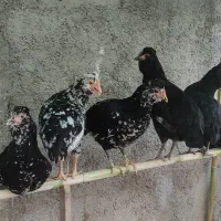 نیمچه گلین با کیفیت