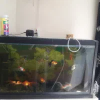 فروش آکواریوم وماهی پمپ اکسیژن وتزیینات داخلی|ماهی|فرخشهر, |دیوار