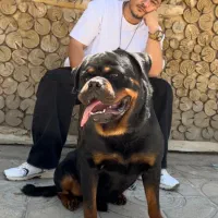 توله روتوایلر اروپایی سگ روتوایلر دلقکی رتوایلر|سگ|تهران, الهیه|دیوار