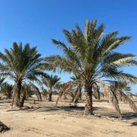 درخت نخل خوب میخای ما رو پیدا کن|خدمات باغبانی و درختکاری|آبپخش, |دیوار