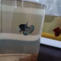 سه ماهی فایتر هافمون|ماهی|پاکدشت, پاکدشت (مامازند)|دیوار