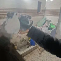 نر زره ای و بدرنگ