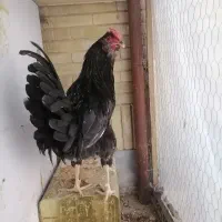 7تا گلین چهل تاج