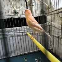 نرموزاییکی‌سرخ